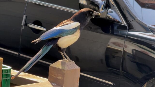 Oriental Korean Magpie - Pica pica sericea standing on a wooden fence with food scraps in its beak.
