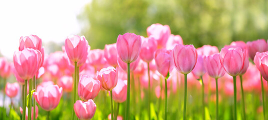 Spring nature background. beautiful pink tulips flowers close up in garden. Gentle artistic floral image. beauty purity of nature. relax, harmony, peaceful atmosphere. template for design. banner