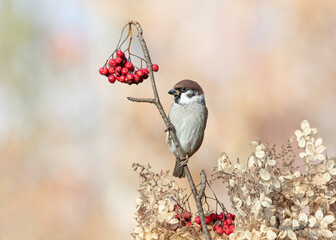Eurasian tree sparrow perched on a twig with rowan berries © Maria