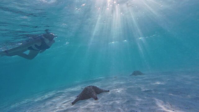 Woman snorkeling above a starfish in the clear Caribbean Sea. Tropical underwater scene with vibrant marine life and crystal water, Los Roques, Venezuela.