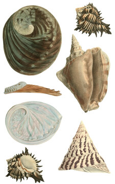 Haliotis Strombus Trochus Murex sea shells collection vintage illustration isolated transparent background