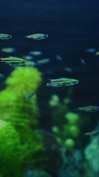 Many Zebrafish In Big Zoo Aquarium. Zebrafish Or Danio Rerio Is Species Of Freshwater Ray-finned Fish. Zebra Danio And Tropical Fish is Popular Aquarium Fish. Zebrafish Used Vertebrate Model Organism