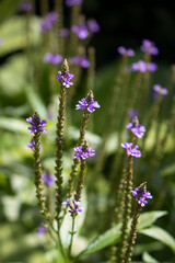 Obraz premium Eisenkraut (Verbena)