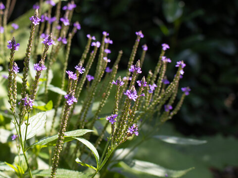 Eisenkraut (Verbena)