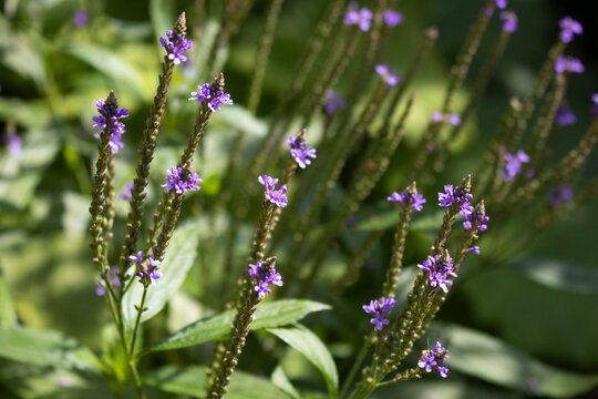 Eisenkraut (Verbena)