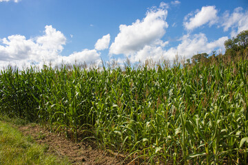 Obraz premium Maisfeld