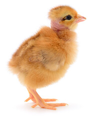 Small brown naked neck chicken standing isolated on white background