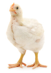 Young white broiler chicken standing isolated on white background looking away