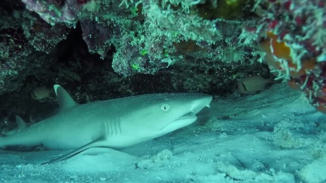 A small shark swimming gracefully underwater in the clear blue ocean. The young marine predator moves smoothly through the water, creating a captivating wildlife scene that highlights ocean life and m
