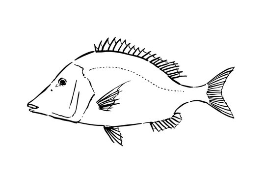 Emperor fish brush style line art illustration, seafood fish