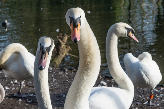 Group of Mute swans (Cygnus olor) at water's edge, Eagle Pond, Epping Forest, Essex, UK. February. 