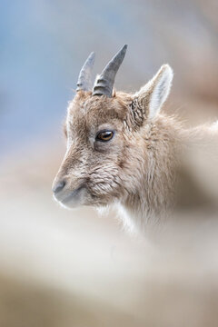 Alpine ibex (Capra ibex) female, head portrait, Alps, Switzerland. February. 