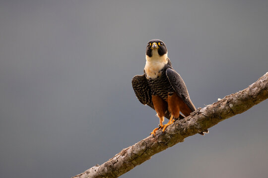 Bat falcon (Falco rufigularis) perched on a branch, Atlantic forest, Brazil. 