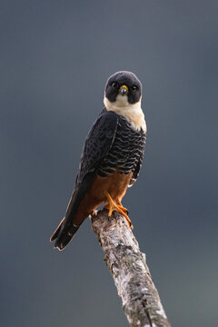 Bat falcon (Falco rufigularis) perched on a branch, Atlantic forest, Brazil. 
