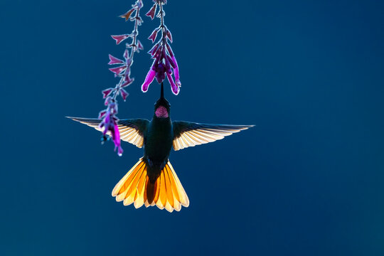 Brazilian ruby (Clytolaema rubricauda ) male, nectaring on flower, Atlantic rainforest, Sao Paulo, Brazil. 