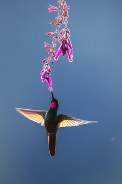 Brazilian ruby (Clytolaema rubricauda) male, nectaring on flower in Atlantic rainforest, Brazil. 