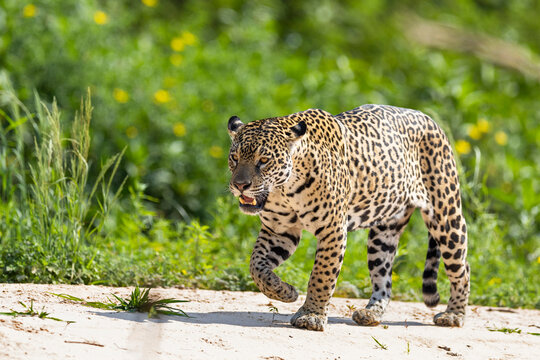 Jaguar (Panthera onca) walking, portrait, Mato Grosso, Pantanal, Brazil. 