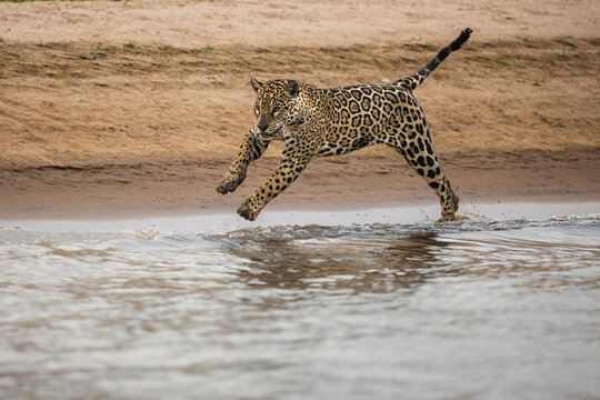 Jaguar (Panthera onca) running at water's edge, Mato Grosso, Pantanal, Brazil. 