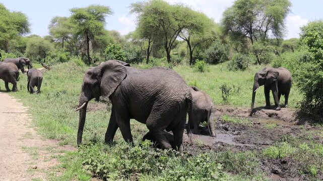 African elephant walking across the wild savanna surrounded by dry grass and open landscape under warm sunlight. Majestic wildlife scene showing the largest land animal in its natural habitat. Powerfu