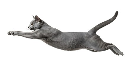 Sleek Russian Blue cat gracefully leaps through the air