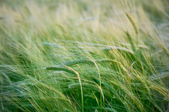 Green unripe barley(Hordeum vulgare) plantation in summer. Selective focus.