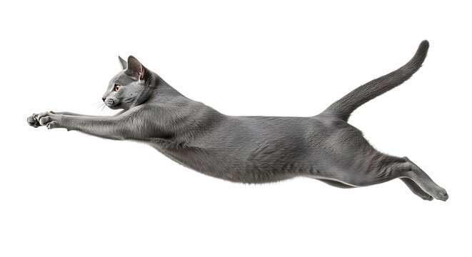 Sleek Russian Blue cat gracefully leaps through the air