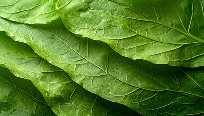 葉脈のような繊維模様が表面に浮かぶ新緑の和紙全面俯瞰テクスチャ写真