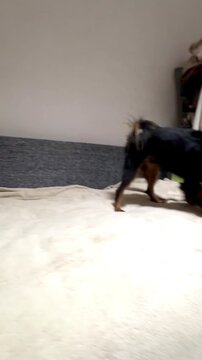 Happy young Prague ratcatcher Ratlik plays on the couch with his favorite toy. Vertical video 4k