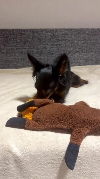 Happy young Prague ratcatcher Ratlik plays on the couch with his favorite toy. Vertical video 4k