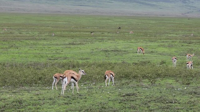 Gazelle standing in the African savannah surrounded by tall dry grass and open wilderness under warm sunlight. Elegant wild antelope alert and observing the surroundings in its natural habitat