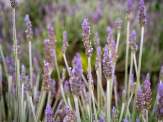 Obraz premium Close up of purple lavender flowers blooming in the garden