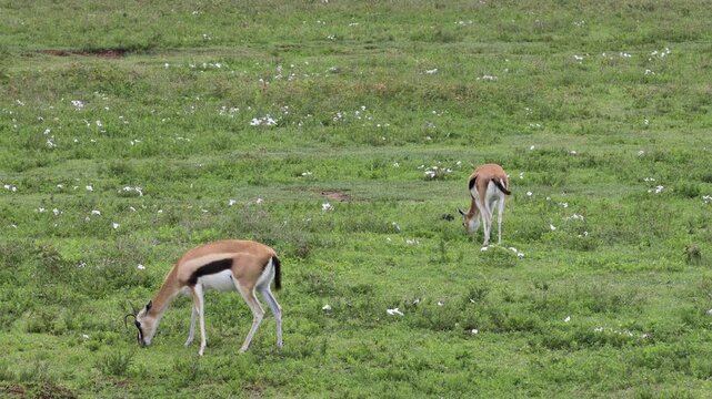 Gazelle standing in the African savannah surrounded by tall dry grass and open wilderness under warm sunlight. Elegant wild antelope alert and observing the surroundings in its natural habitat