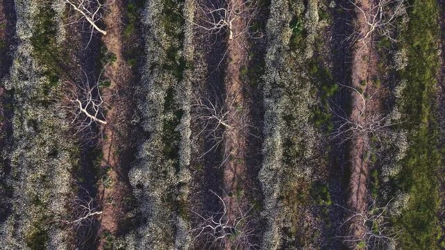 Cultivo intensivo de nogales en plantaci&oacute;n agr&iacute;cola