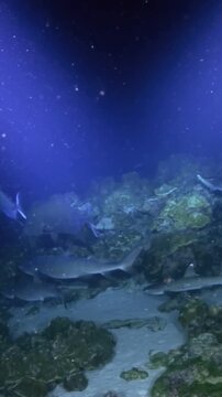 Marvel at a school of hammerhead sharks swimming peacefully over a rocky reef. Sunlight filters through the dark blue water, creating a mystical underwater ambiance near Costa Rica.