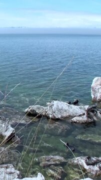Seals rest on rocks near the shoreline of Lake Baikal on a clear day. The endemic Baikal seal, also known as the Nerpa, enjoys the summer sun.