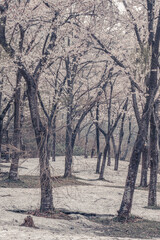 山形県小国町 飯豊連峰の麓に咲く残雪と桜の風景