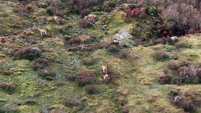 Two Red deer stags having a fight during the rut in County Donegal, Ireland