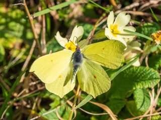 Male Brimstone Taking Off After Feeding on a Primrose
