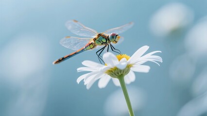 Obraz premium This stunning macro photography captures a rare Anax parthenope dragonfly perched gently on a cyan lotus stem. Its transparent, veined wings show exquisite detail under the soft morning mist light and