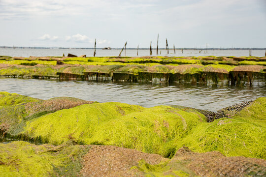 Poches d'hu&icirc;tres hors de l'eau, recouvertes d'algues vertes, dans la baie de Bourgneuf, format paysage
