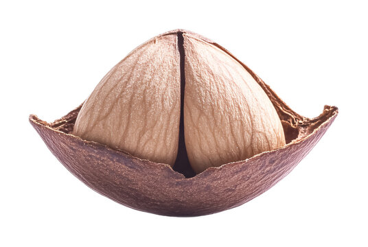 Almond Icon Isolated on White Background for Nuts