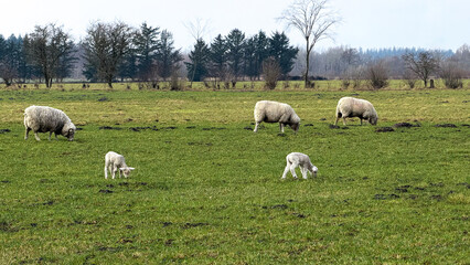 Group of sheep grazing on lush green pasture with two lambs in foreground, surrounded by trees and open fields under a cloudy sky