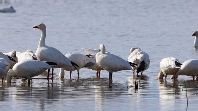 Snow geese (Anser caerulescens) forage, preen, and rest in shallow flooded fields at Sacramento National Wildlife Refuge, California &mdash; winter migration stopover behavioral documentation.