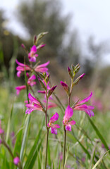 Fototapeta premium Wild gladiolus (Gladiolus communis) grows in a meadow on a sunny, spring day
