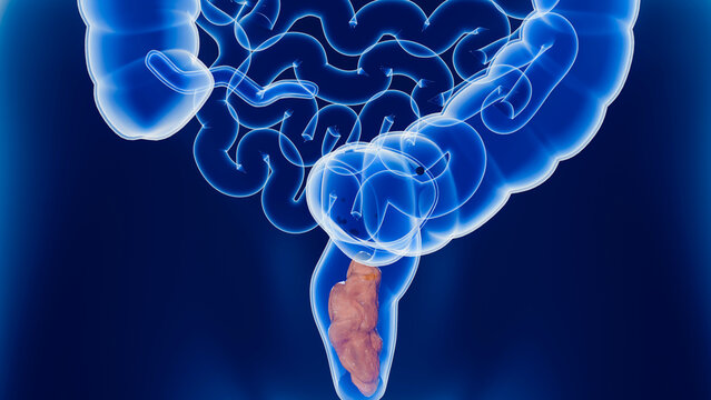 Anatomy of the human digestive system, concept of the intestine function, laxative, traitement of constipation, bowel movement, 3d render