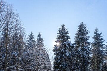 Die Sonne scheint zwischen schneebedeckten Nadelb&auml;umen hindurch