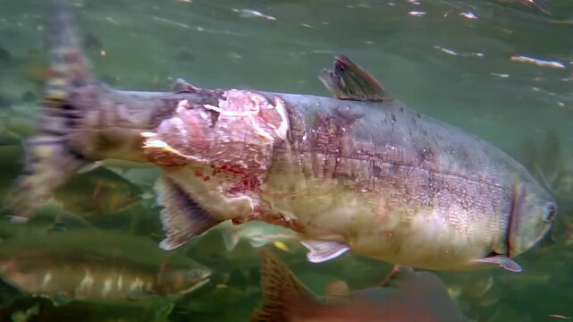 Witness the arduous journey of Pacific Salmon as they migrate upstream to spawn in British Columbia. These resilient fish navigate currents and obstacles in the clear, cool waters.