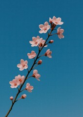 Naklejka premium Cherry blossoms against clear sky.