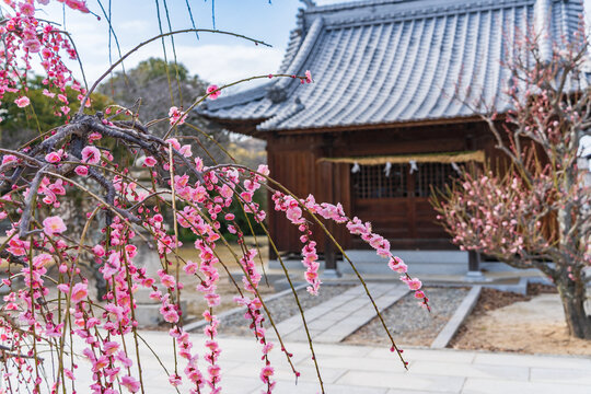 Plum Blossoms in Full Bloom at Tsunashiki Tenman Shrine(Furutenjin), Imabari, Ehime, Japan &ndash; Spring Landscape