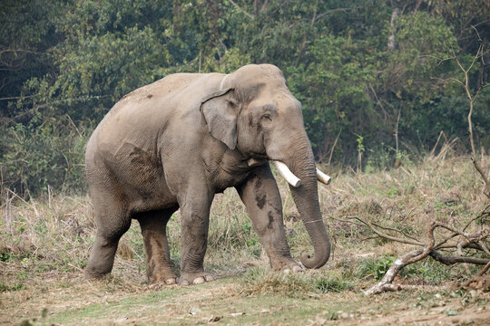 Dhurbe, The infamous wild bull elephant of Chitwan National Park, Nepal.